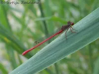 Koraaljuffer [Ceriagrion tenellum]